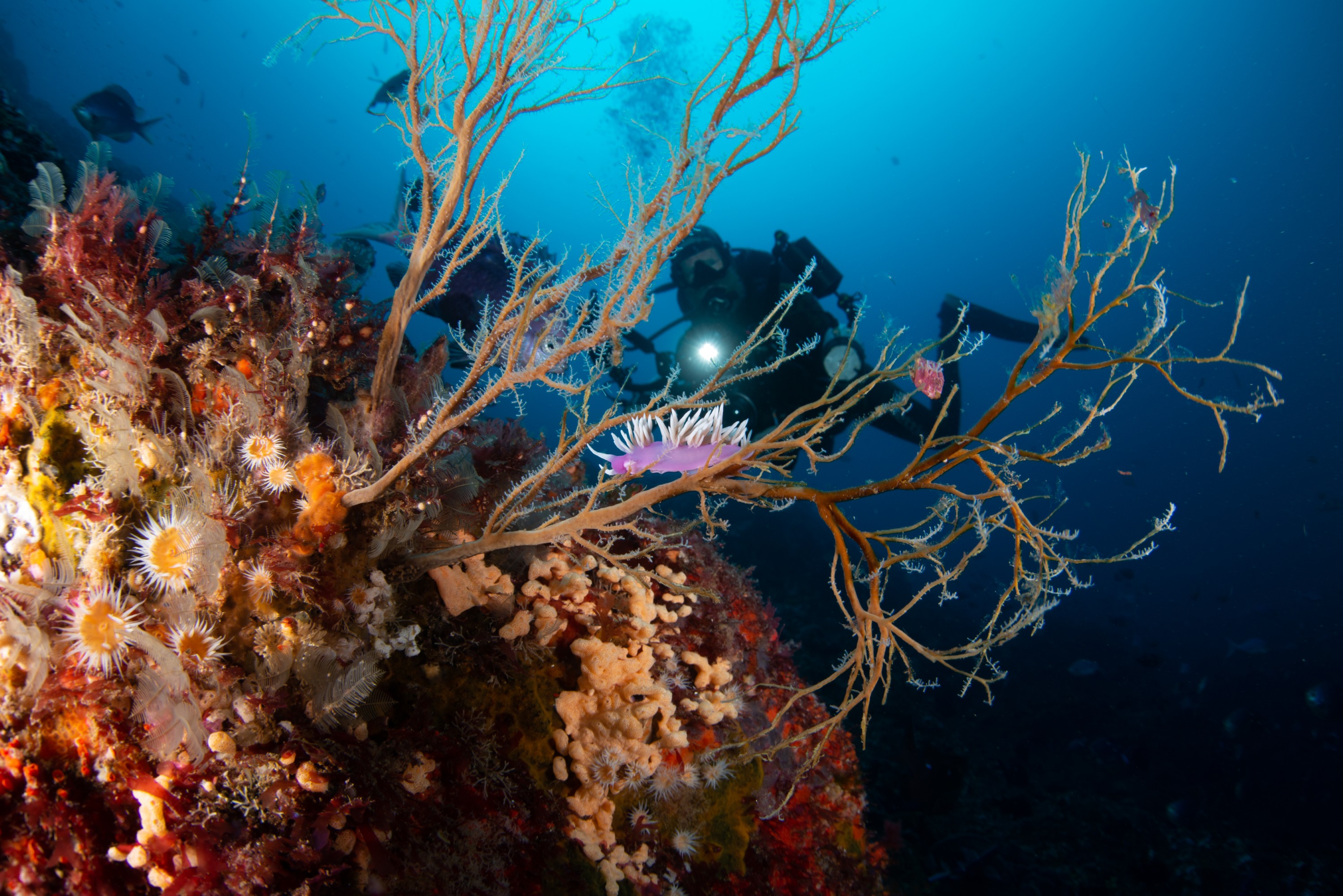 DSC_4320-7 – BayOfIslands, Cape Brett, Diversity, Fish, Kelp, Wideangle, invertebrates